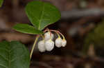 Eastern teaberry <BR>Wintergreen